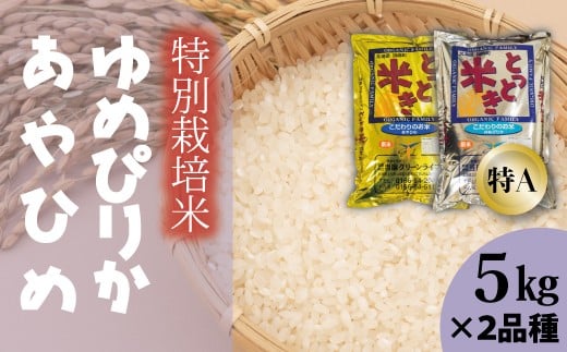 令和7年産 特別栽培米 食べ比べ 10kg ゆめぴりか あやひめ 当麻グリーンライフ