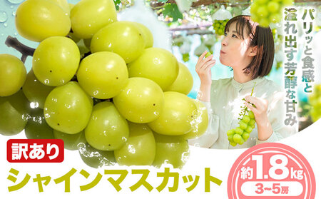 訳あり シャイン マスカット 約 1.8 kg  《9月中旬-11月中旬出荷予定(土日祝除く)》期間限定 フルーツ 果物 ブドウ ぶどう 甘い 濃厚