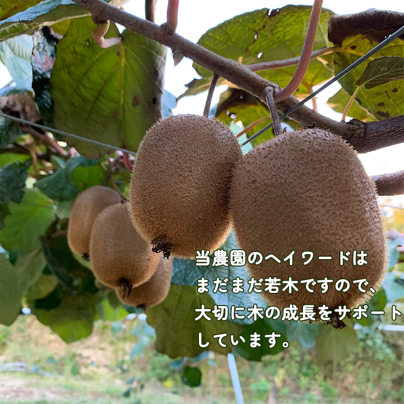 【先行予約】【2025年11月上旬から発送】キウイフルーツ ヘイワード約2.5kg 大中小サイズ混合 家庭用 | 松山市産 果物 くだもの キウイ フルーツ おすすめ 人気 お取り寄せ 期間限定 数量