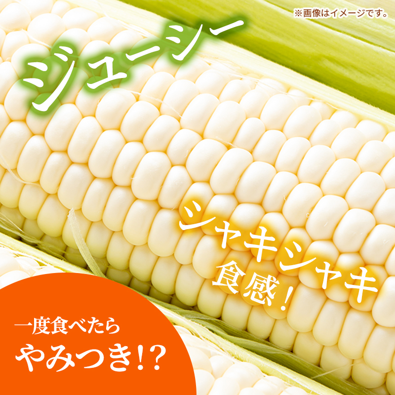 《糖度18度以上》スイートコーン とうもろこし ピュアホワ