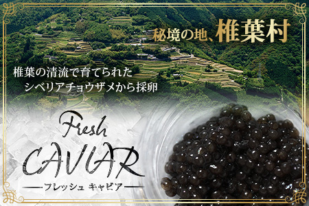 〈3回定期便〉【桐箱入り】 国産 キャビア 20g × 3回配送 計60g【世界三大珍味×日本三大秘境】 宮崎 椎葉 国産 チョウザメ キャビア 魚卵 定期便 魚介 珍味 贈答 希少 SZ-103_3