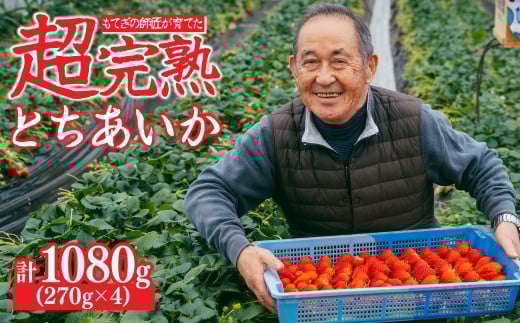 【先行受付：1月中旬以降発送】いちご「茂木完熟いちご」師匠が育てた朝採れとちあいか  レギュラーサイズ 約270g × 4パック 計約1080g | いちご イチゴ 苺 とちあいか 完熟 朝採れ フルーツ 甘い あまい 果物 くだもの 旬 産地直送 栃木県産 関いちご園 栃木県 茂木町