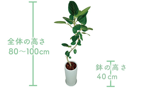 2026年1月中旬～発送 観葉植物 フィカス・ベンガレンシス 80cm～100cm 丸ロング 陶器鉢 T&P 035-1464 観葉植物