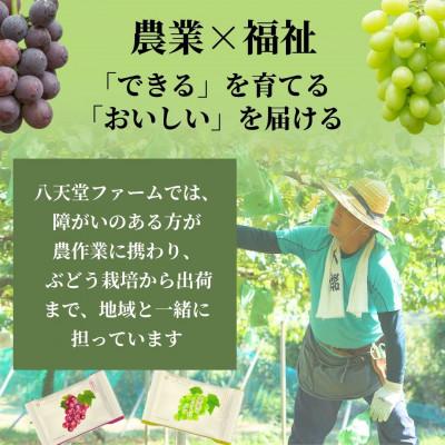 ふるさと納税 竹原市 八天堂ファーム 果実なきモチ シャインマスカット 6箱 |  | 01