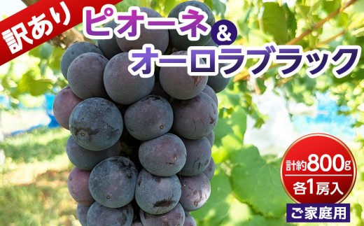 
                  【ご家庭用・訳あり品】オーロラブラック・ピオーネ　約800g（2房入）
                