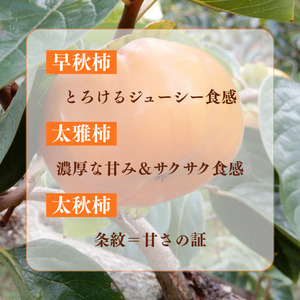 早秋柿・太雅柿・太秋柿　早生柿3種食べ比べセット（茨城県共通返礼品・かすみがうら市産) / 柿 カキ かき 早秋柿 太雅柿 太秋柿 食べ比べ 果物 フルーツ 3.5kg 果物 フルーツ 産地直送 ギフ