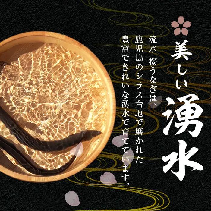 柳澤 流水桜 うなぎ 蒲焼き 計3尾＜計360g＞ a4-096