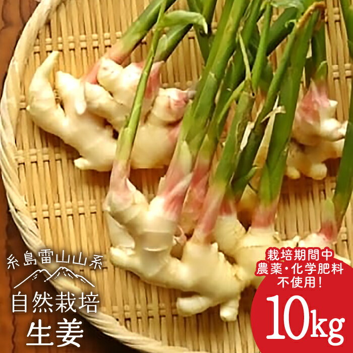 【ふるさと納税】糸島産 生姜 10kg 自然栽培 ≪糸島≫【大石ファーム】 [ATE012] 常温 72000円 7万2千円