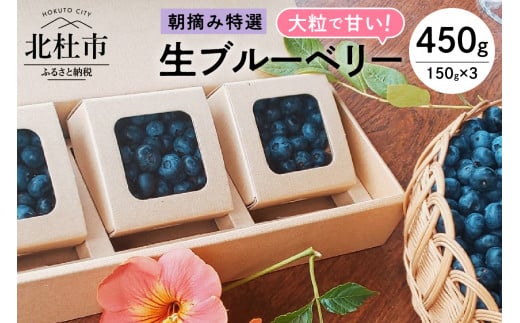 【2025年先行予約】大粒で甘い！生ブルーベリー3箱セット 【2025年先行予約】ブルーベリー 生 2種類以上 完熟 大粒 朝摘み フルーツ 果物 生ブルーベリー 特選 150g×3箱 甘い 品種 食べ比べ