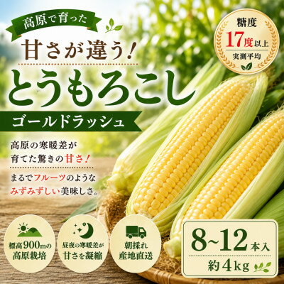 【ふるさと納税】【先行予約】朝採り出荷　長野県茅野市産　とうもろこし　計約4kg【配送不可地域：離島・北海道・沖縄県】【1746415】