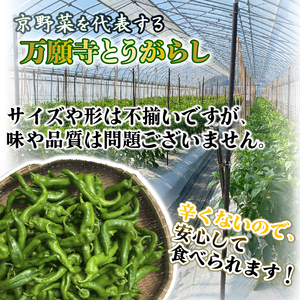 【訳あり】万願寺とうがらし 1kg  京野菜 とうがらし