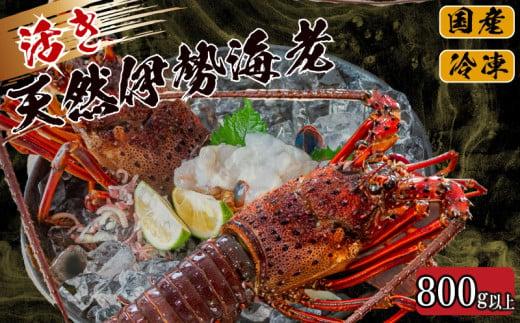 活き 伊勢海老 800g 以上 （ 1尾 から 4尾 ） 吉岡 ( サイズ混合 えび エビ いせえび 高級 鮮魚 イセエビ 海鮮 魚介 刺身 焼き物 汁物 ギフト 贈答 贈り物 祝い 歳暮 中元 高知