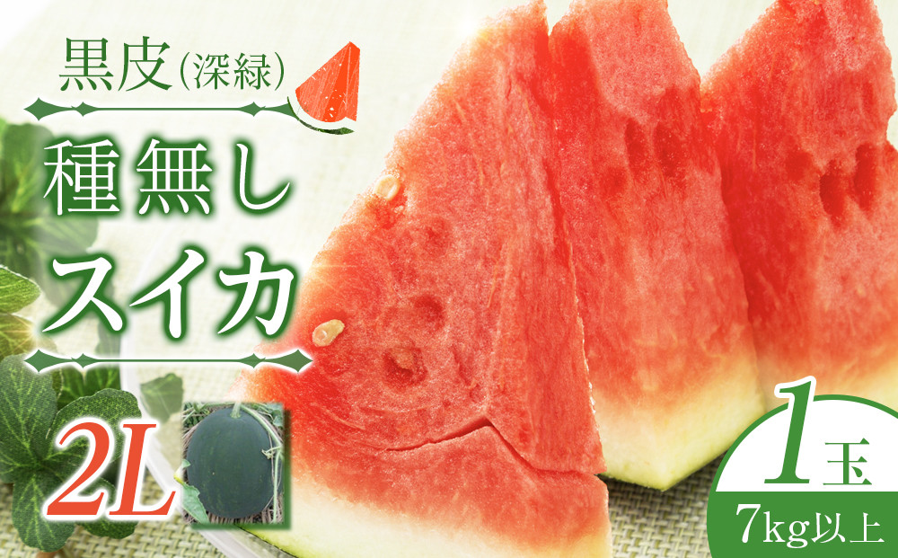 244.【先行予約】黒皮（深緑）種無しスイカ　(大)◇　※6月上旬～7月下旬頃に順次発送予定　※着日指定不可（こちらの返礼品は、大栄西瓜ではありません） 313726_AN040