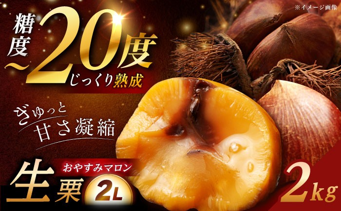 
            【先行予約】【2025年9月下旬〜10月上旬に順次発送】おやすみ栗（マロン）2kg（2Lサイズ）/ 栗 生栗 くり マロン 低温熟成 日本栗 国産 / 恵那市 / えな笠置山栗園 [AUAV001]
          