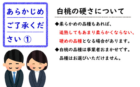 【令和6年産先行予約】 白桃 約2kg (5～10玉 秀品) 《令和6年8月上旬～9月下旬発送》 『フードシステムズ』 山形県 南陽市 [1382]