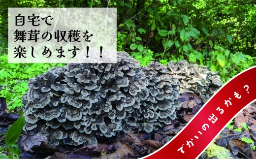 原木まいたけ栽培用のホダ木（栽培用原木）