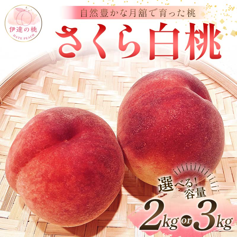 【ふるさと納税】≪2025年出荷分≫ 先行予約 自然豊かな月舘で育った桃 さくら白桃 《選べる容量》 約2kg or 約3kg 桃 もも モモ 果物 くだもの フルーツ 名産品 国産 食品 F21C-062var