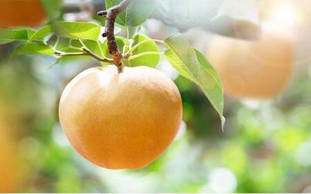 梨 2024年 先行予約 あたご梨・鴨梨（ヤーリー）詰合せ 合計約3kg 贈答箱 ナシ なし 岡山県産 国産 フルーツ 果物 ギフト 石原果樹園 [No.5220-0575]