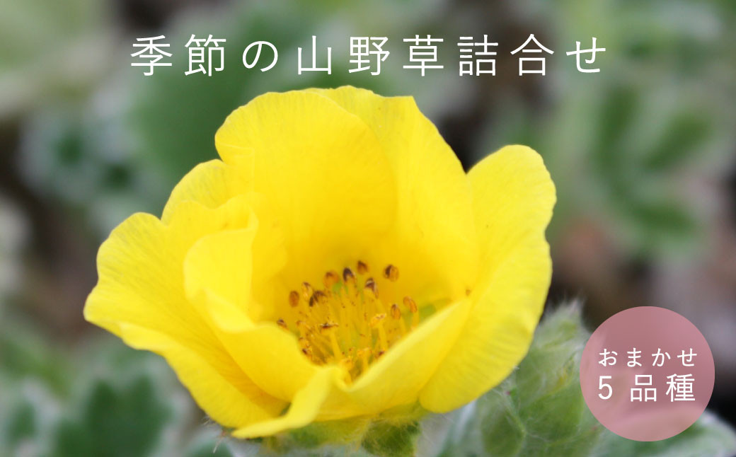 
                  山野草5品種セット　浦谷植物園
                