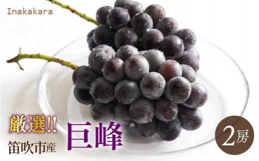 【2026年発送★先行予約】Inakakara厳選！巨峰2房(1~1.2kg) 192-028-26y