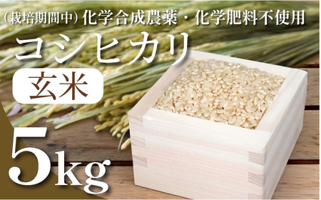 令和7年産 玄米 コシヒカリ 5kg 徳島県 小松島 米 栽培期間中 化学合成農薬不使用