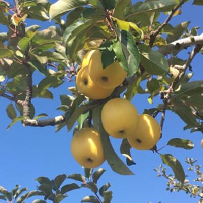 ふるさと納税 中野市 【発送月固定定期便】2026年発送 長野の果物 クイーンルージュ+シナノゴールド全2回 |  | 02