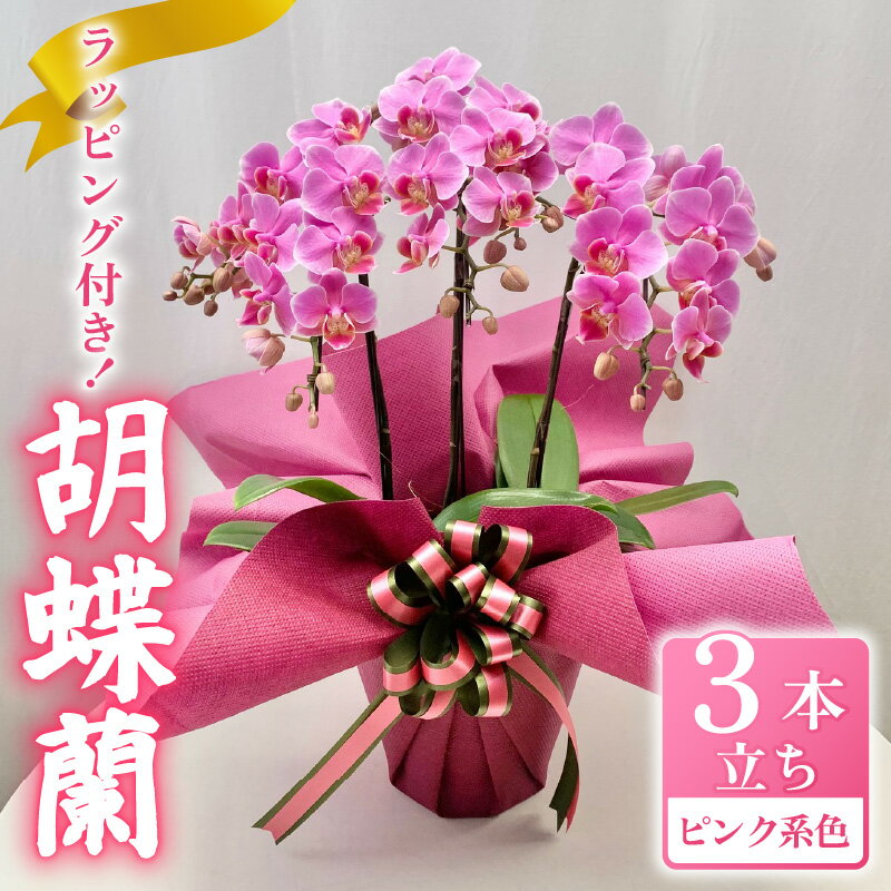 【ふるさと納税】 胡蝶蘭 ミディー胡蝶蘭 ピンク系 6号 3本立ち ラッピング付き 寄せ植え 花 flower 植物 コンパクト 品種 家庭用 鑑賞 インテリア 贈答 記念日 ギフト プレゼント 誕生日 還暦 米寿 お歳暮 お中元 贈り物 送料無料 ふるさと納税 千葉県 旭市 椎名洋ラン園