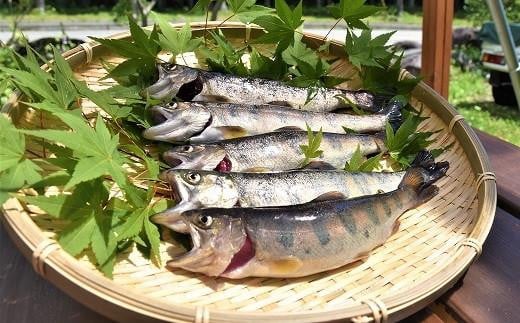 
            宮田村産こだわりのヤマメ12匹セット（息吹館）【山女 山女魚 やまめ 魚介類 魚貝類  水産 BBQ キャンプ 季節限定 お魚 さかな 食品 駒ヶ岳 清流 上伊那 宮田村 長野 ご当地グルメ 高級 食材 人気 贈答 ギフト お祝い プレゼント プレミアム 食文化 高級食材 お取り寄せ 山荘 息吹館 新鮮】
          