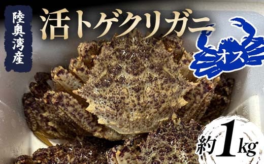 陸奥湾産 活トゲクリガニ (オス) 約1kg (4～6杯) 【飛佳丸】 漁師直送 かに カニ 蟹 魚介 青森 青森県 東北 むつ湾 F21J-253