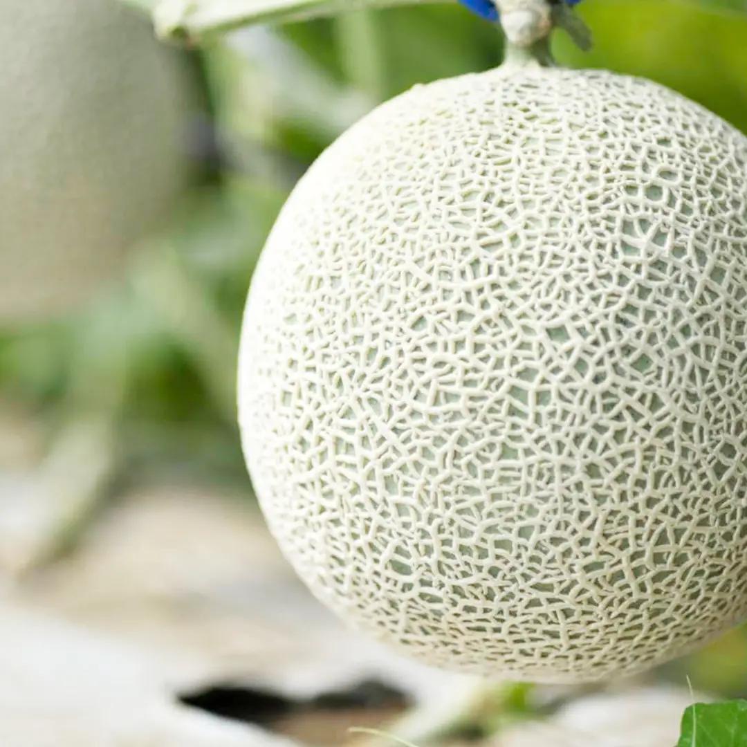 【 先行予約 】茨城県産 アールスメロン 秀品 3L サイズ × 2玉 入り 【 2026年8月下旬から発送 】