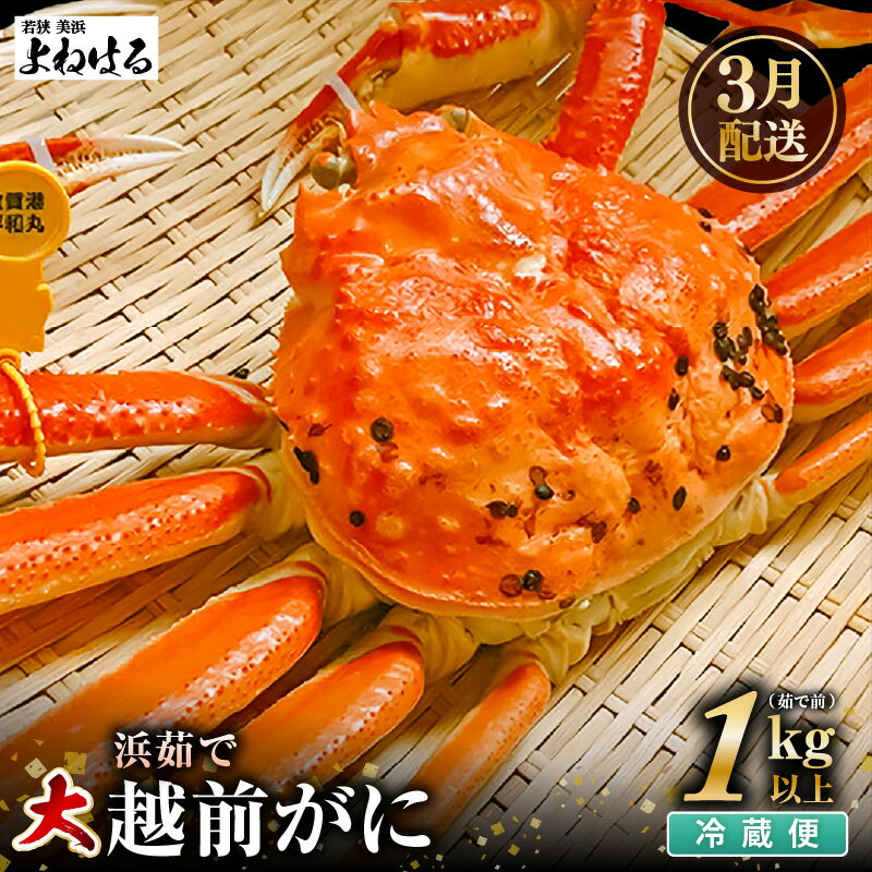 【ふるさと納税】【先行予約】≪浜茹で≫ 天然 越前がに 大サイズ (茹で前約1kg) × 1杯 冷蔵 届いてすぐお召し上がりいただけます！ タグ付 福井を代表する冬の味覚 【2026年3月上旬以降順次発送予定】