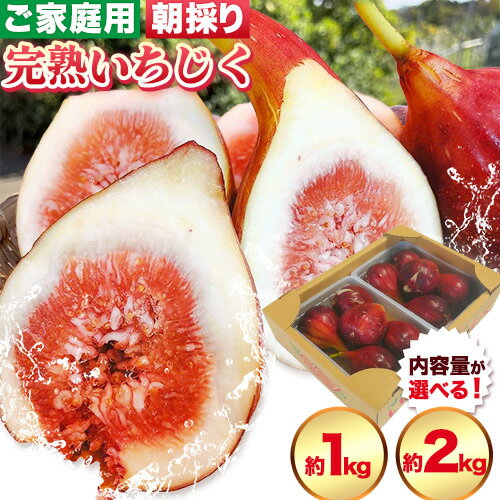 【ふるさと納税】朝採り ご家庭用 完熟いちじく 約1kg or 約2kg 古大農園《2026年8月上旬-10月中旬頃出荷》大阪府 羽曳野市 訳あり いちじく 無花果 フルーツ 果物 イチジク フルーツ 果物 くだもの 旬 産地直送 スイーツ デザート 完熟 送料無料 【配送不可地域あり】