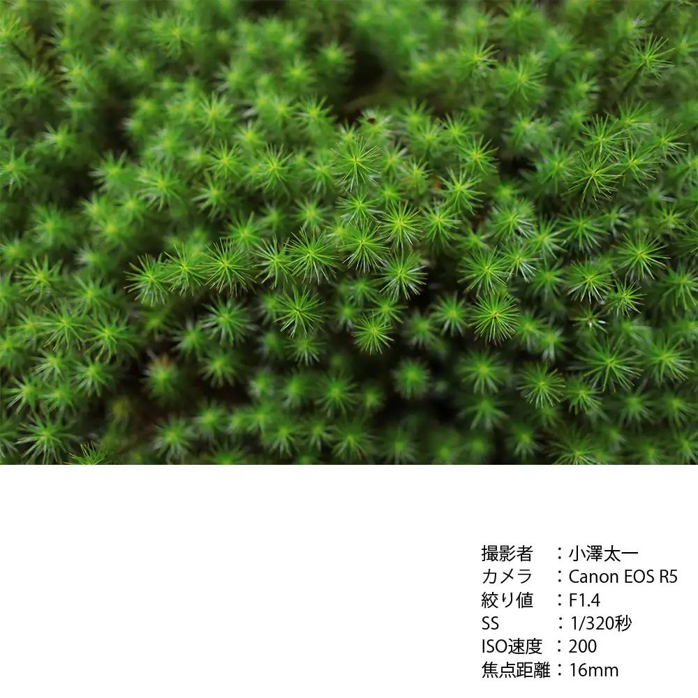SIGMA 16mm F1.4 DC DN | Contemporary【マイクロフォーサーズ】カメラ　レンズ　家電