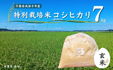 【冷めても美味しい】農家直送 千葉県産 特別栽培米コシヒカリ 7kg（玄米）