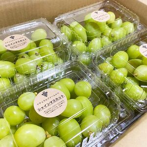 【2025収穫分先行予約】 シャインマスカット 2kg バラ粒 500g 4パック 小分け 新着 人気 シャインマスカット  愛媛県産シャインマスカット まつやましさんしゃいんますかっと マスカット 