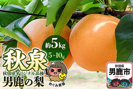 先行受付 男鹿の梨 秋田県オリジナル品種 秋泉 約5kg 5～10玉 梨 秋田県 男鹿市 ＜めぐみ農園＞