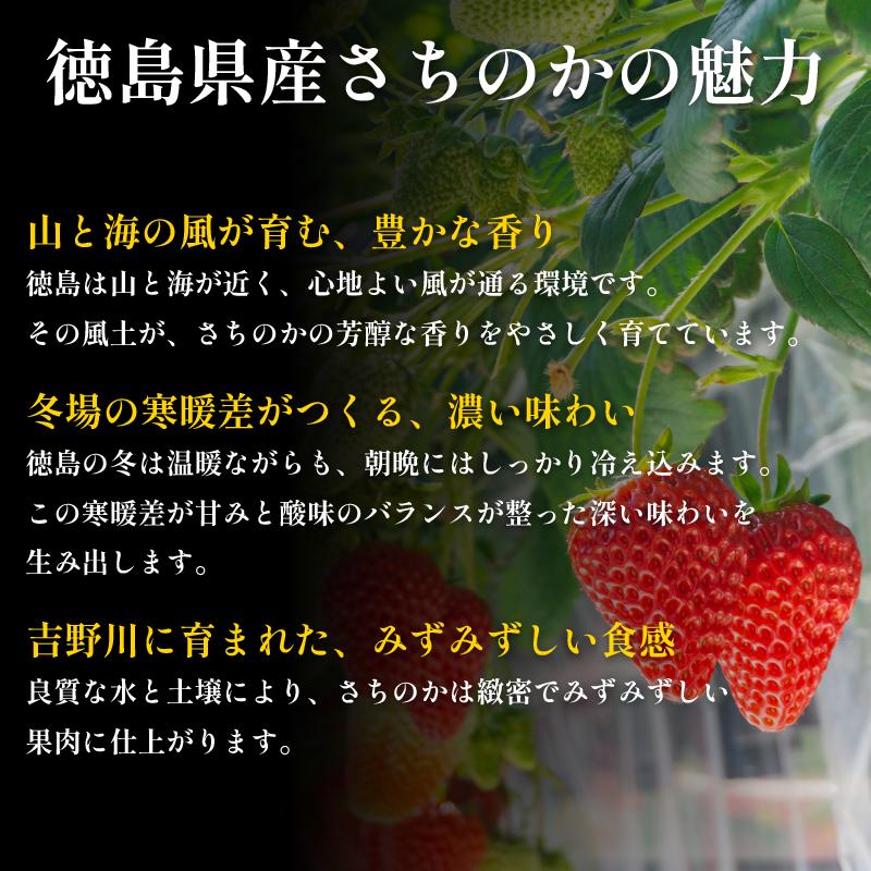 いちご 2kg さちのか 苺 イチゴ ストロベリー 数量限定 徳島県産 ichigo strawberry itigo 1月下旬より順次出荷 徳島県 