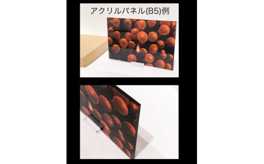 アクリルスタンド 水中写真家 高橋怜子 写真集 海の絶景 ナショナルジオグラフィック 総合グランプリ受賞  写真 インテリア 壁掛け アート 写真家 Reiko Takahashi photography 岩手県 北上市 海 写真作品 水中 世界 海洋 写真ギフト 写真 プレゼント 岩手県北上市 N0063