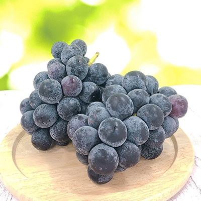 8月下旬より順次発送予定！【長野県高森町】南信州産ナガノパープル 約1.2kg 信州 産地直送 果物 くだもの ぶどう 旬のぶどう パープル 株式会社マツザワ