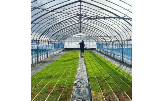 【令和7年度産 新米予約】 米 ひとめぼれ 5kg 白米 精米 ※2025年11月下旬頃より順次発送予定 ※沖縄・離島への配送不可