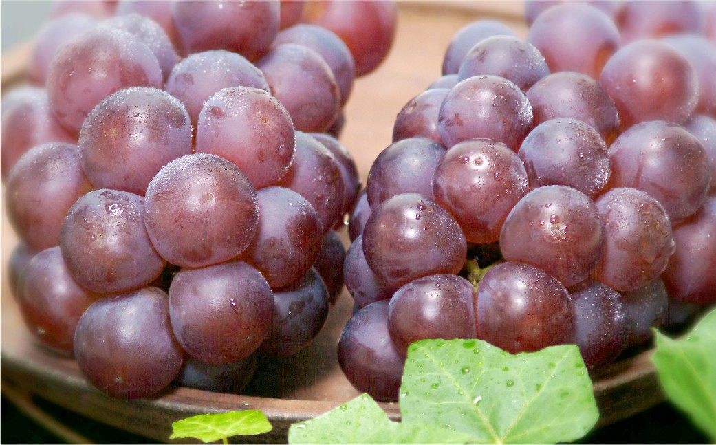 
            岡山県産 コールマン（冬ぶどう）2房（約1.2kg） フルーツ 果物 くだもの 食品 人気 おすすめ 送料無料 岡山県 倉敷市 【2025年11月上旬-12月下旬迄発送予定】
          