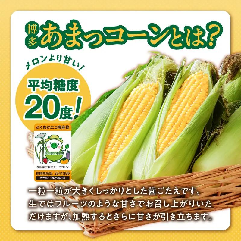 福岡県産 糖度17度以上 博多あまっコーンペースト500g 〔Gv050-01〕