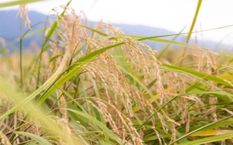 【12ヶ月定期便】みずほファーム UKIHA RICE (白米5kg×12ヶ月)  【2025年11月より順次発送予定】 米 ヒノヒカリ お米 ご飯 うきは市