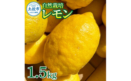 自然栽培レモン 約1.5kg 高知県土佐市 【有限会社四万十くじら】 [BQBR002]