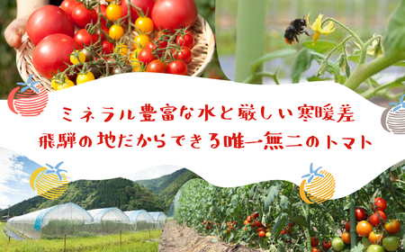 《2026年先行予約》 雪解け水で育ったカラフルな濃厚ミニトマト 2kg トマト 長九郎農園 [A0008_26] syun116