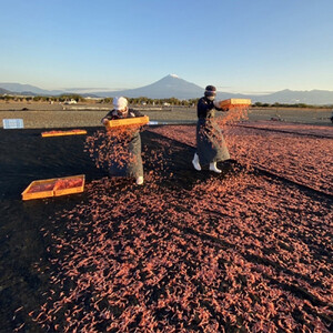 生桜えび、生しらす、桜えびかき揚げセット【配送不可：離島】