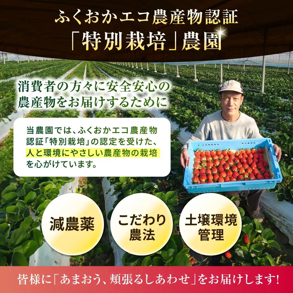 【農家直送！】【先行受付】糸島産 春 あまおう 280g × 4パック  (DXまたはGサイズ)   【2027年1月下旬以降順次発送】糸島市 / 後藤農園 [AML002] いちご 福岡