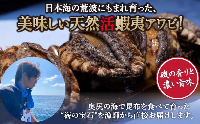 【2026年6月発送】奥尻産天然アワビ 選べる容量 | 活アワビ 鮑 | 北海道 奥尻町 ふるさと納税