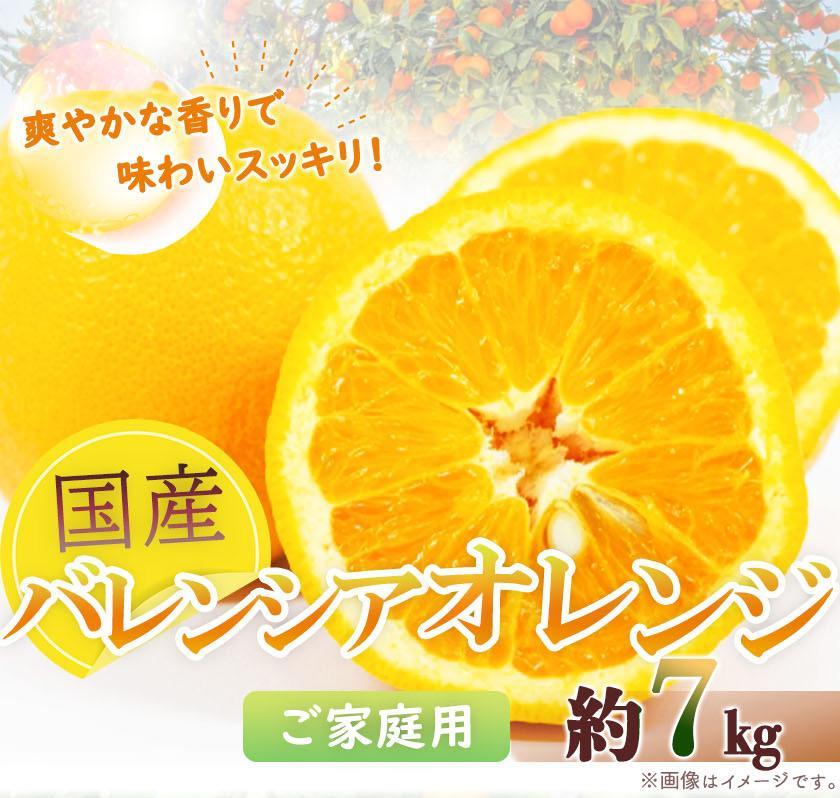 希少な国産バレンシアオレンジ 7kg［ご家庭用訳あり］［2026年6月下旬頃～2026年7月上旬頃に順次発送］［UT77］ XF047