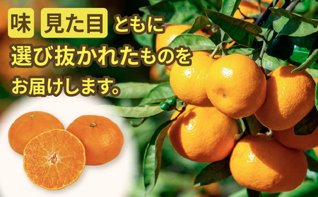 甘平 高級柑橘 2kg 贈答用 甘平 ハウス栽培 甘平 先行予約 ハマみかん 甘平甘平甘平 ハウスみかん B020-075006